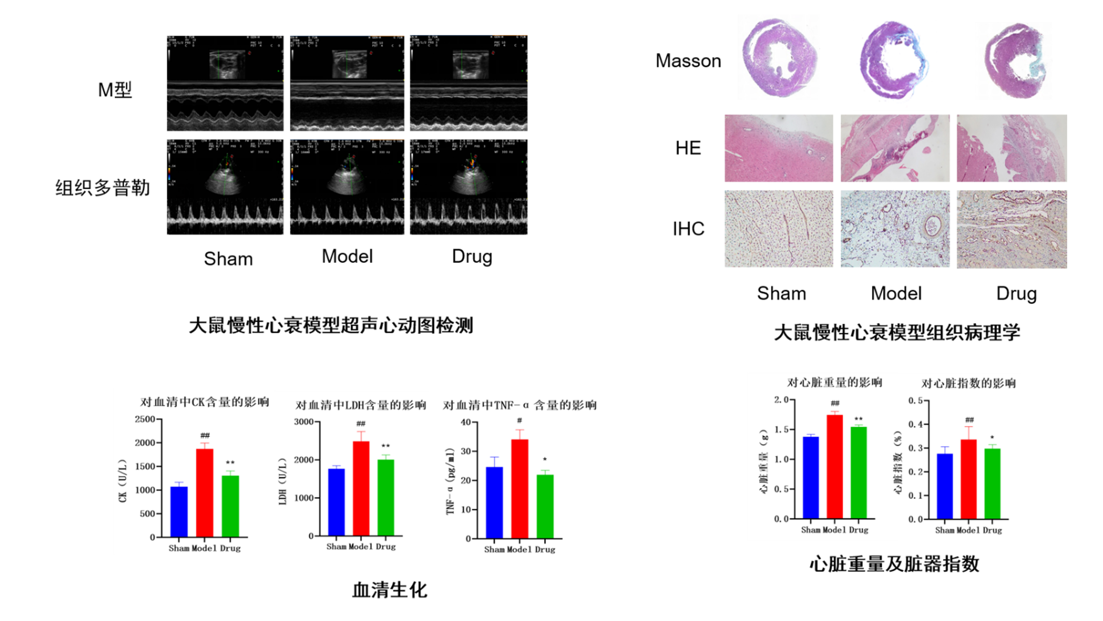 案例：慢性心衰大鼠模型